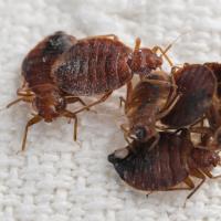 Pest Control Melbourne image 2